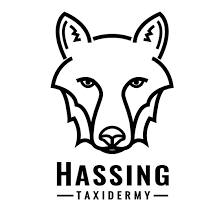 Hassing taxidermy